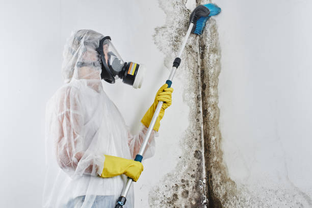 Best Local Mold Removal Service  in Due West, SC