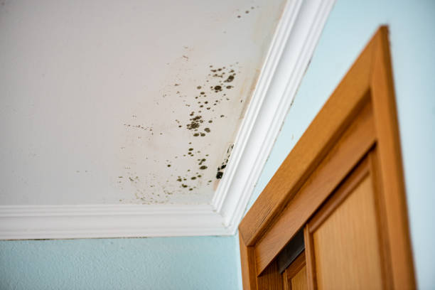 Best Same-Day Mold Removal  in Due West, SC