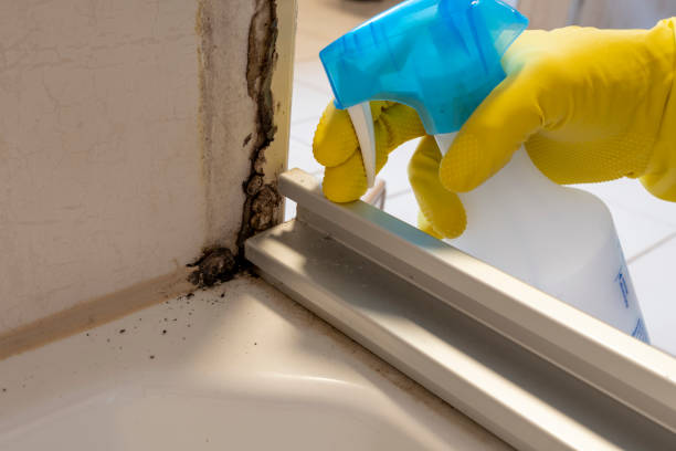  Due West, SC Mold Removal Pros