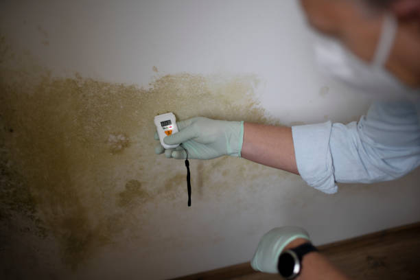 Mold Removal Process in Due West, SC