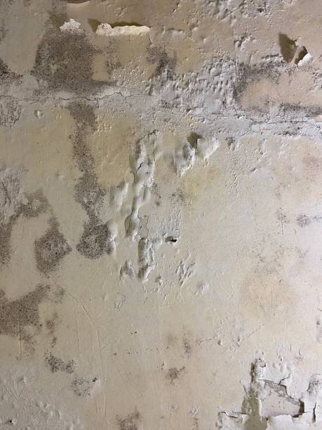Best Crawl Space Mold Removal  in Due West, SC