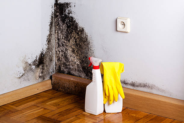 Best Attic Mold Removal  in Due West, SC