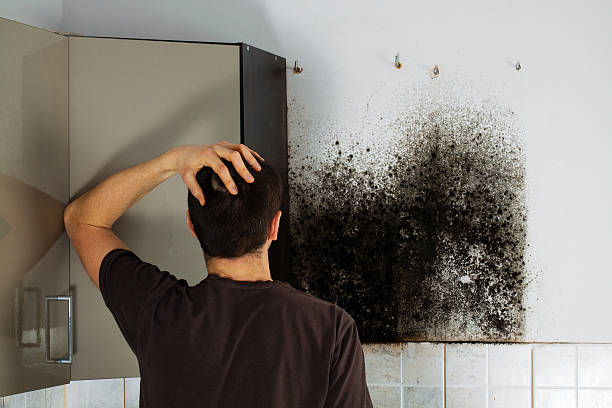 Best Mold Damage Repair  in Due West, SC