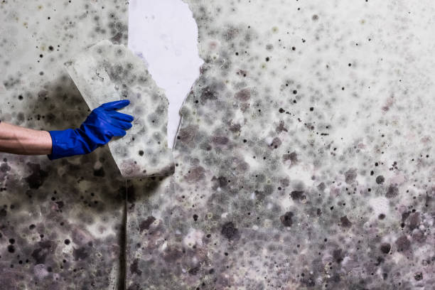 Best Mold Remediation Experts  in Due West, SC