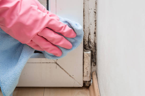 Best Office Mold Removal Services  in Due West, SC